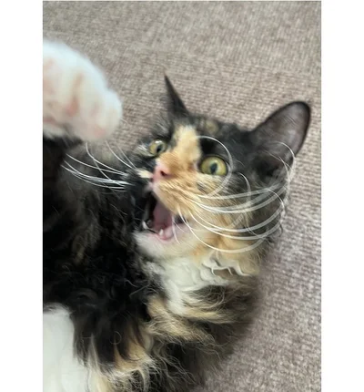 顔が怖い！でもそんなところも可愛いですね！▶飼い主さんの家へ来たばかりのころは（⇒次へ）