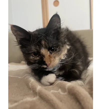 ヒゲではなく眉がくるっとカールしています！可愛い！▶１歳になる頃には（⇒次へ）