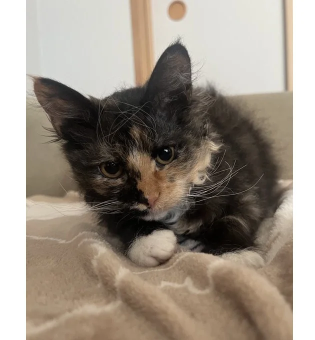 ヒゲではなく眉がくるっとカールしています!可愛い!▶1歳になる頃には(⇒次へ)