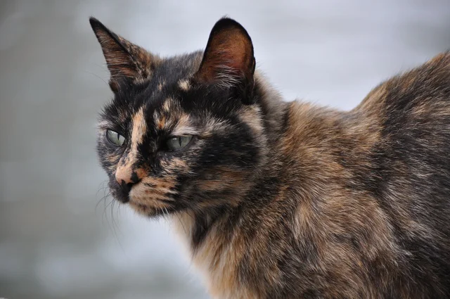 まるで芸術家のようなヒゲを持つ猫ちゃんが話題!(⇒次へ)
