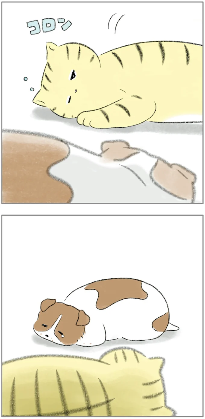 寝ているアグちゃんの目から涙が