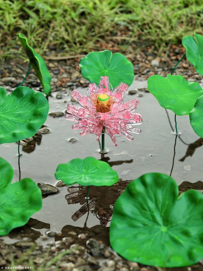 水たまりに咲く蓮の花▶かわいらしい生き物も（⇒次へ）