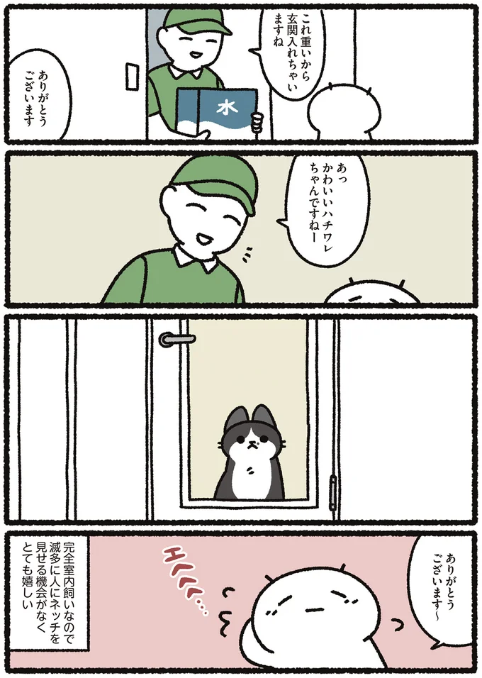 完全室内飼いなので