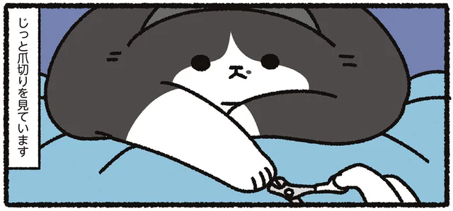 寝ているときにだけ爪を切らせてくれる猫。気づいたら起きてじっと見ています／あっち こっち ネッチ！（9）