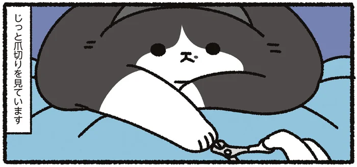 寝ているときにだけ爪を切らせてくれる猫。気づいたら起きてじっと見ています／あっち こっち ネッチ！（9）