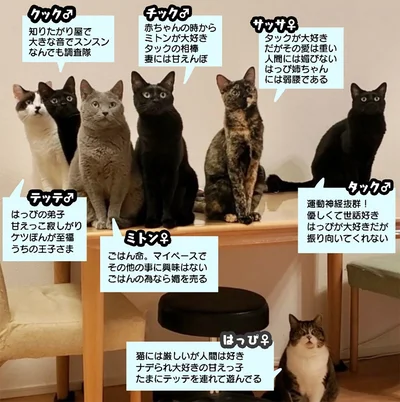 猫ちゃん達の性格▶子守もできるヒーロー！（⇒次へ）