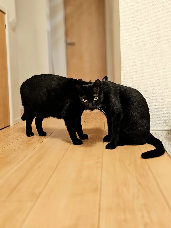 タックくんとクックくんのトリックアート▶ズレてる…？（⇒次へ）