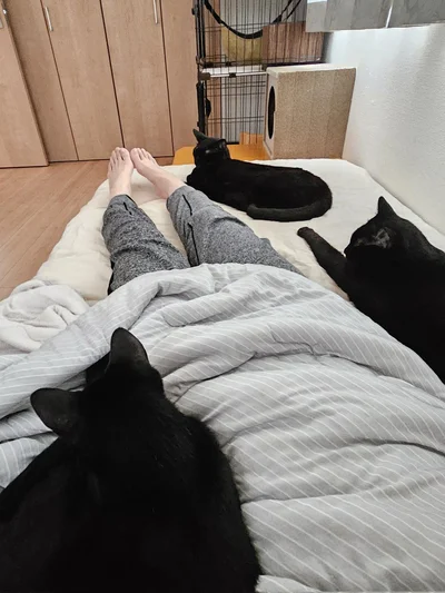 飼い主のSP達▶まーぜーて!!（⇒次へ）