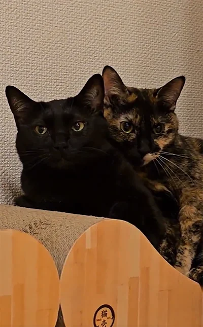 一途なサッサちゃんと愛を受け止めるタックくん▶三角関係の猫たち（⇒次へ）