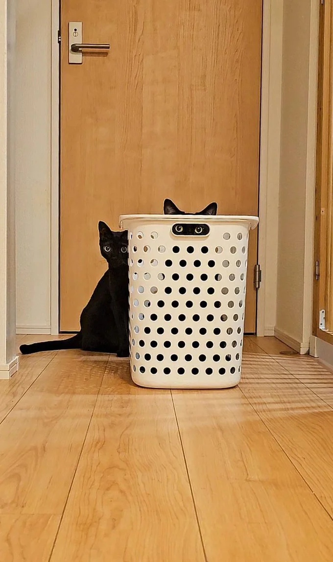 かごマスクニャンニャン！▶飛び出す瞬間（⇒次へ）