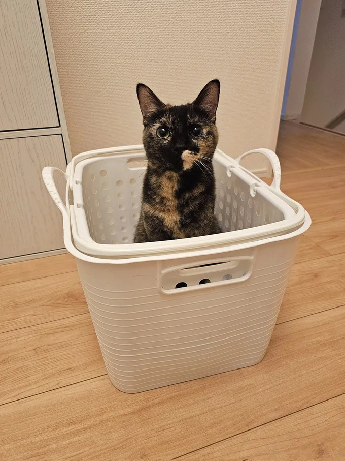 かごは猫ホイホイ？▶舐められて…（⇒次へ）
