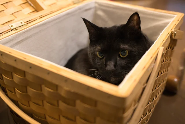 ギョロリとした目があまりにもジャストフィット！まるでアニメヒーローような愛猫の姿