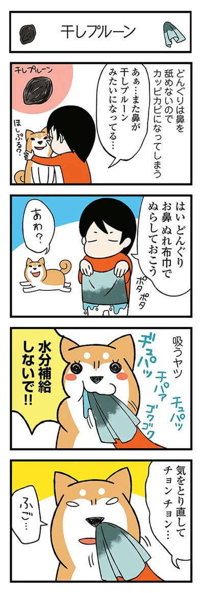 『ドヤ顔柴犬どんぐり』より