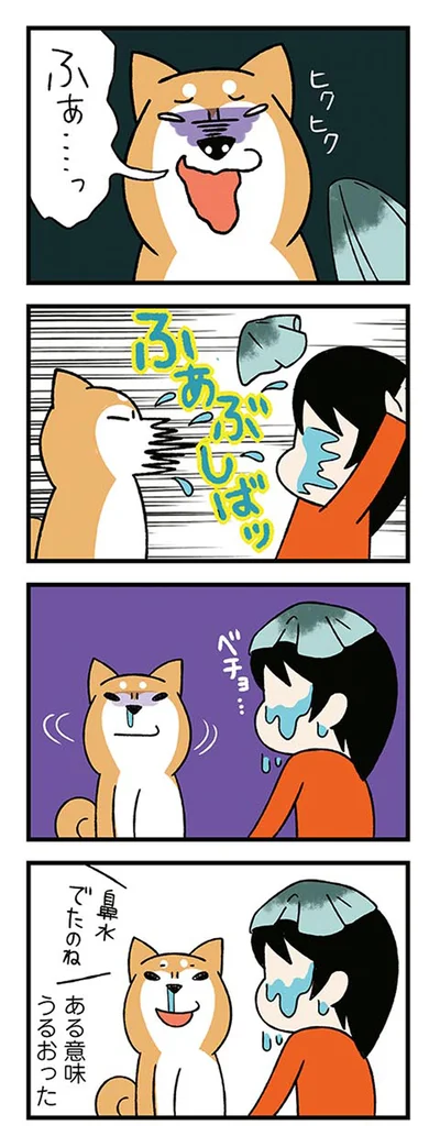 『ドヤ顔柴犬どんぐり』より