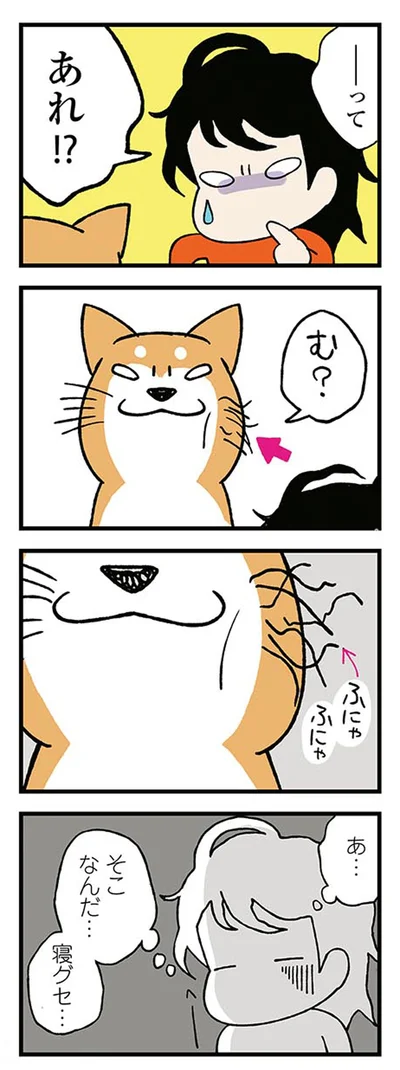 『ドヤ顔柴犬どんぐり』より
