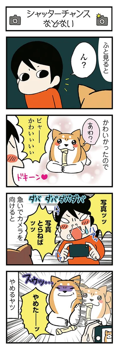 『ドヤ顔柴犬どんぐり』より
