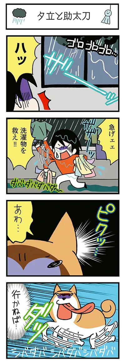 『ドヤ顔柴犬どんぐり』より