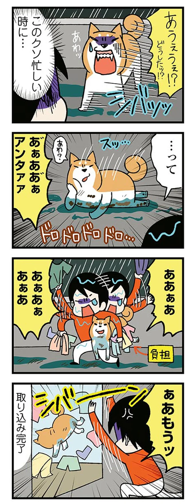 『ドヤ顔柴犬どんぐり』より
