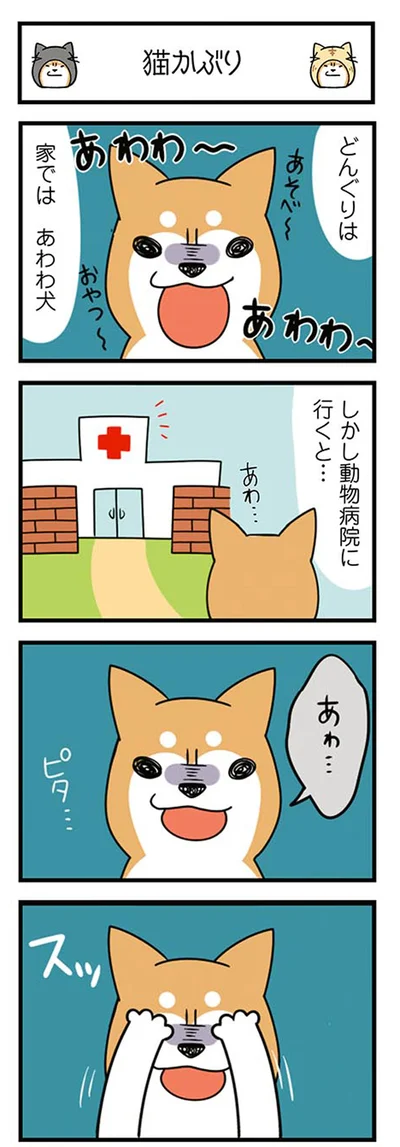 『ドヤ顔柴犬どんぐり』より