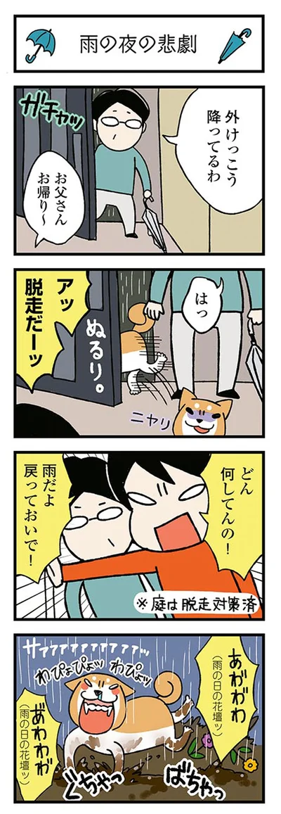 『ドヤ顔柴犬どんぐり』より