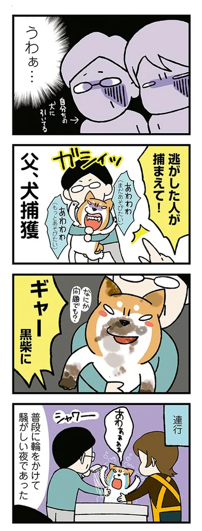 『ドヤ顔柴犬どんぐり』より
