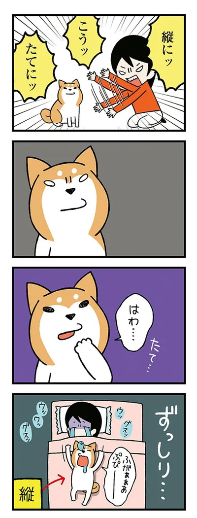 『ドヤ顔柴犬どんぐり』より