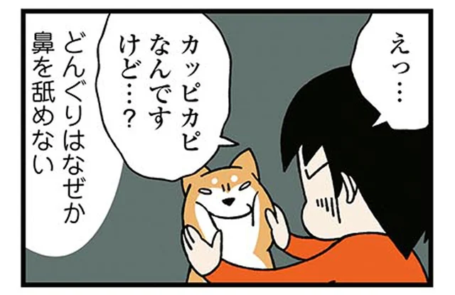 鼻がカピカピでも平気!マイペースな柴犬と飼い主の困惑