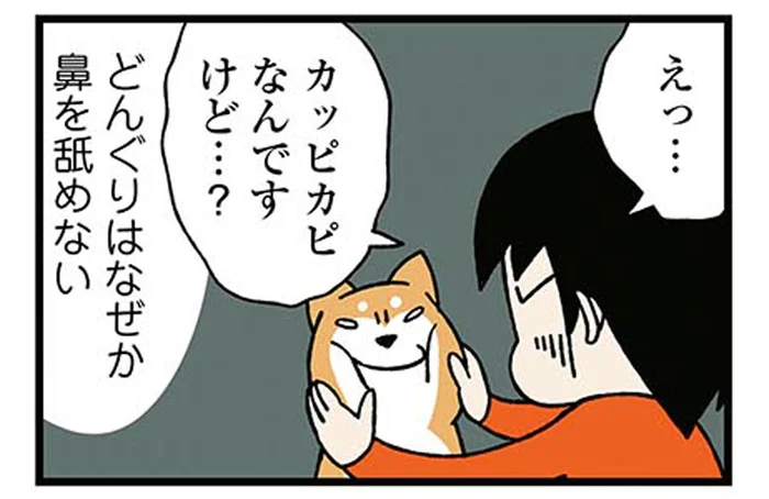 鼻がカピカピでも平気!マイペースな柴犬と飼い主の困惑