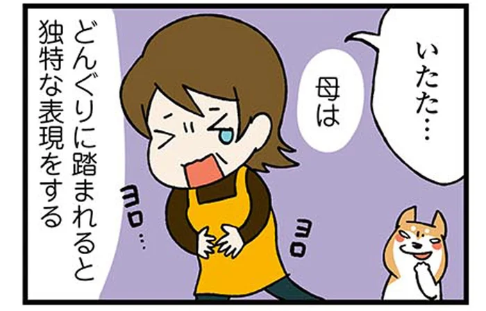 いたた…！母親が柴犬に踏まれたときの表現が独特すぎた／ドヤ顔柴犬どんぐり1（4）