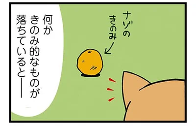 きのみ的なものが落ちていると…