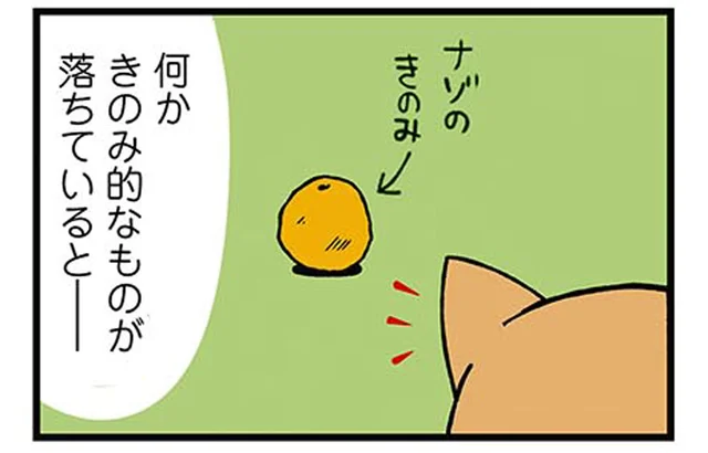 木の実発見で思わぬ行動に!クセ強な柴犬のお散歩風景