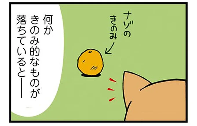 きのみ的なものが落ちていると…