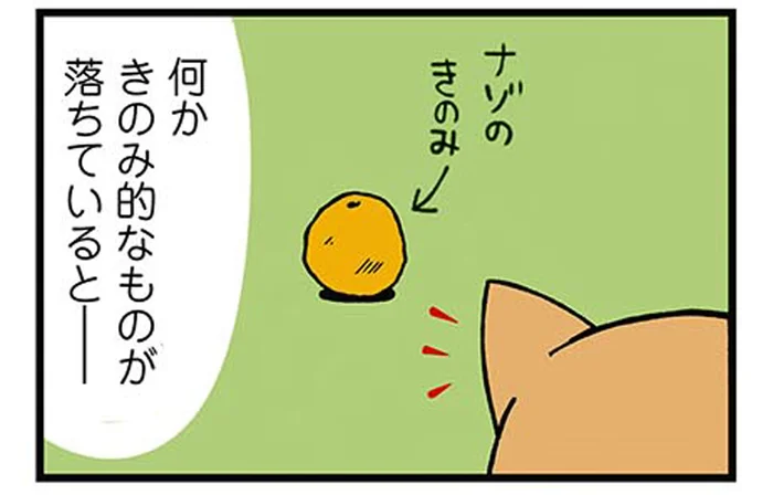 木の実発見で思わぬ行動に！クセ強な柴犬のお散歩風景／ドヤ顔柴犬どんぐり1（5）