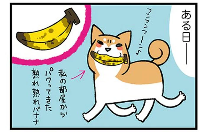 木の実クラッシュが趣味の柴犬。バナナを持ち込んだ先でやらかしたこと／ドヤ顔柴犬どんぐり1（6）