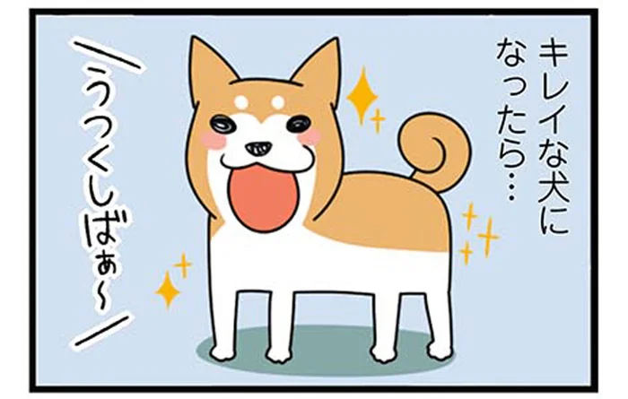 きれいになったと思ったら！柴犬のお風呂にまつわるジンクス／ドヤ顔柴犬どんぐり1（8）