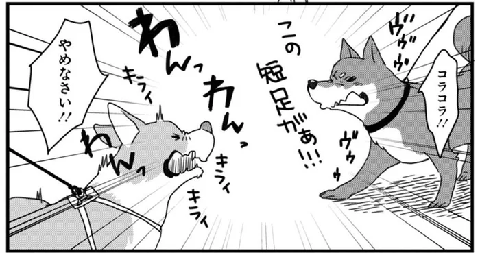 お散歩中にライバルと遭遇！ワンちゃん同士のバトルにヤレヤレ／あしょんでよッ ～うちの犬ログ～1（10）