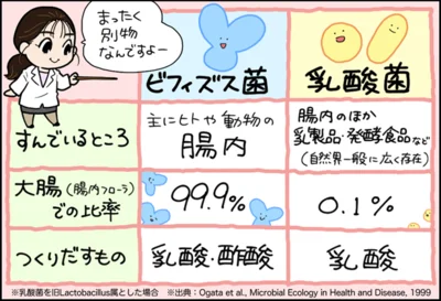 ビフィズス菌と乳酸菌のちがい