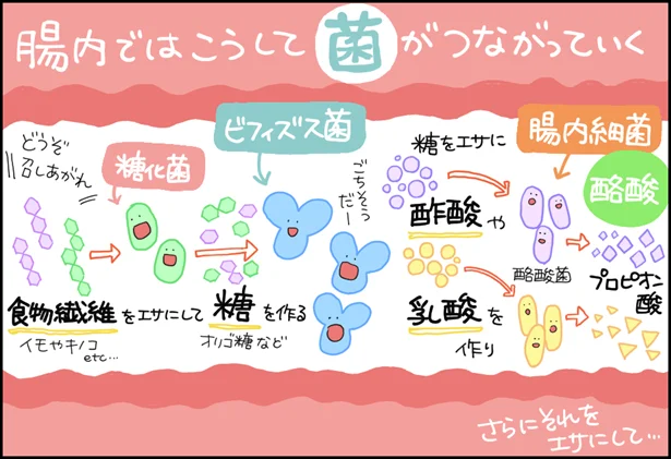 菌のリレーを繋ぐ「ビフィズス菌」