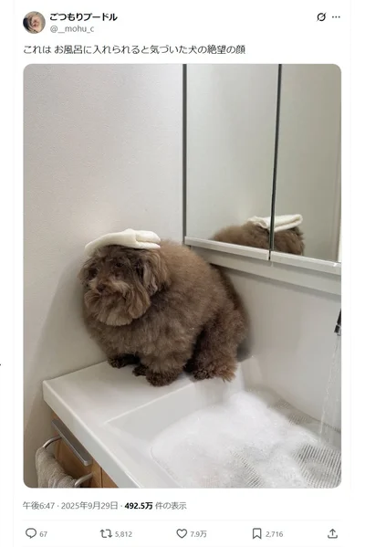 絶望顔のわんこ▶お風呂に入れられる…！と気づいてしまった表情（⇒次へ）