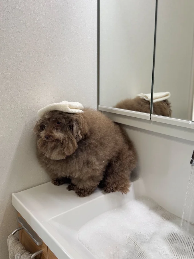 かわいすぎるおじさん顔のわんこ▶不服そうなちろるちゃん（⇒次へ）