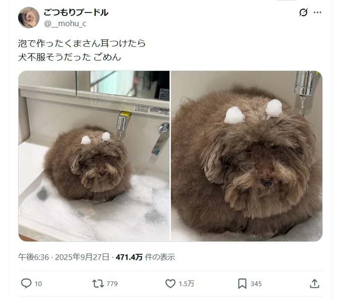 泡で作ったくまさんの耳♪▶早くお風呂を終わらせてほしい犬（⇒次へ）