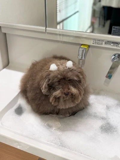 早く洗ってください▶不満顔もかわいい（⇒次へ）