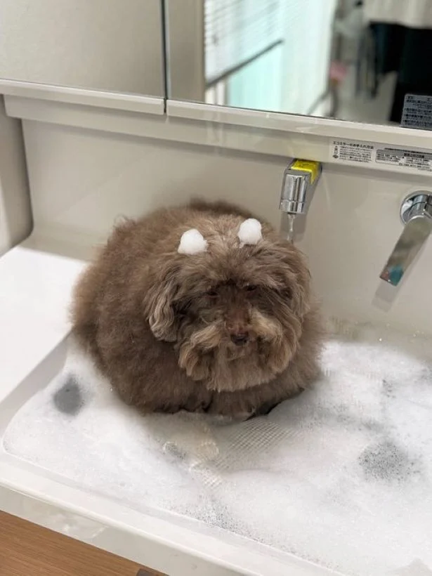 早く洗ってください▶不満顔もかわいい（⇒次へ）