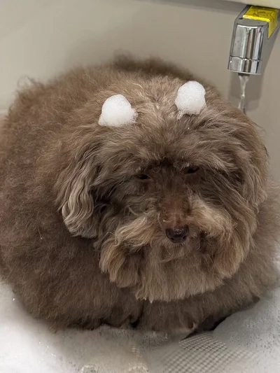 お風呂は嫌い…！？▶頭を濡らされさらに絶望（⇒次へ）