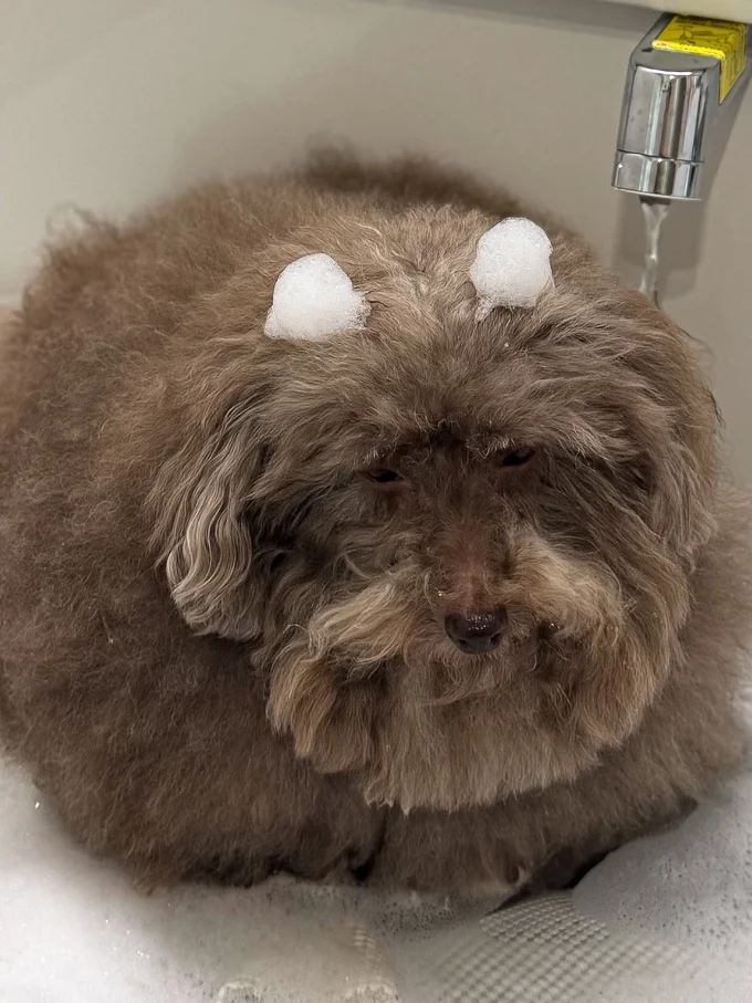 お風呂は嫌い…！？▶頭を濡らされさらに絶望（⇒次へ）