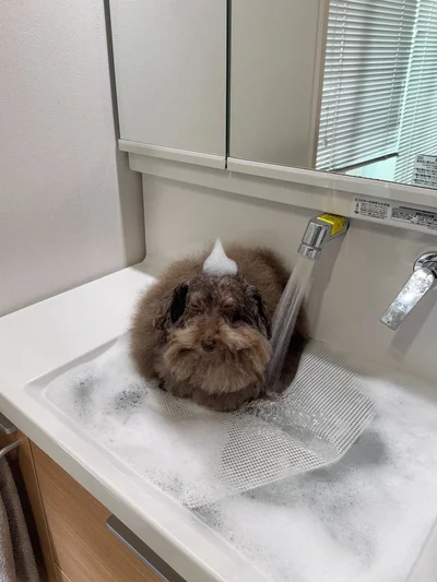 終わるまで我慢！▶ドライヤー中のちろるちゃん（⇒次へ）