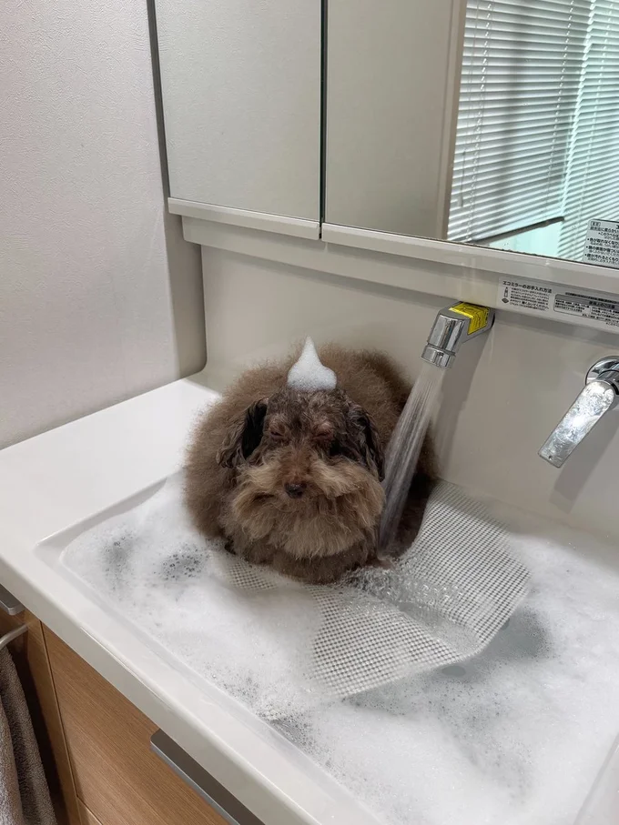 終わるまで我慢！▶ドライヤー中のちろるちゃん（⇒次へ）