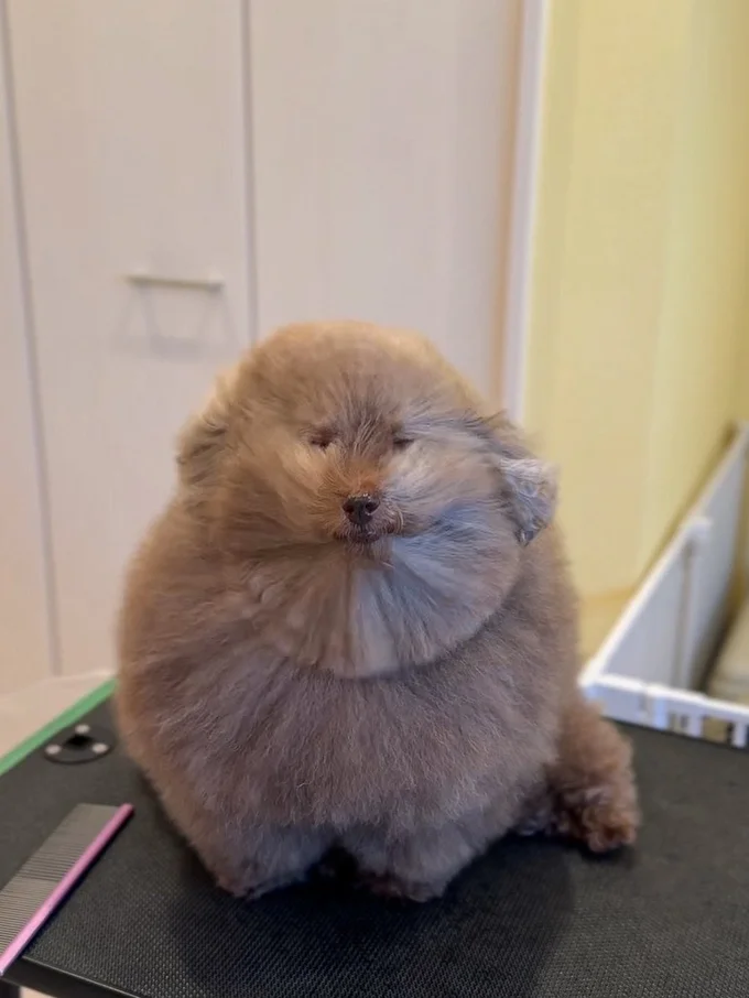 ふわっふわに変身！▶カット後のちろるちゃん（⇒次へ）