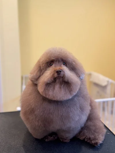 個性あふれるトリミング▶おはぎのようなちろるちゃん（⇒次へ）