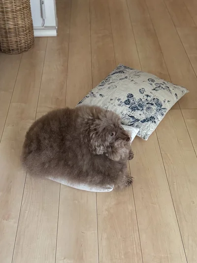 ふわふわなおはぎのようなフォルム♪▶カット後は誇らしげ！（⇒次へ）